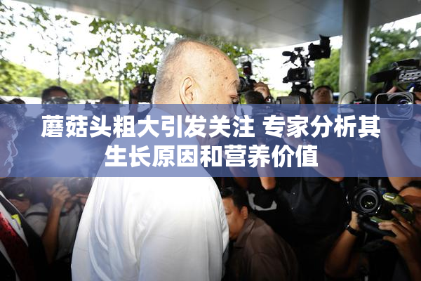 蘑菇头粗大引发关注 专家分析其生长原因和营养价值