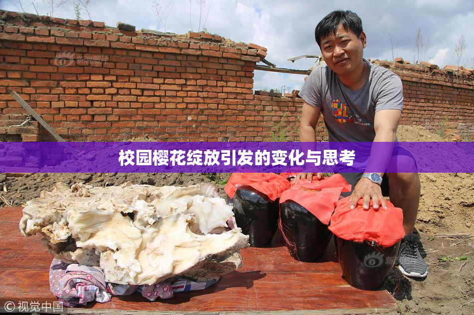 校园樱花绽放引发的变化与思考