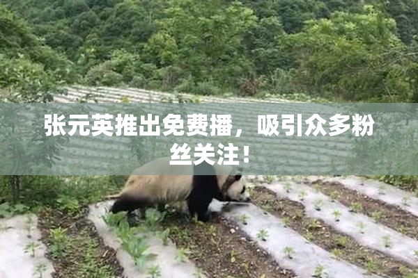 张元英推出免费播，吸引众多粉丝关注！