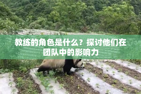 教练的角色是什么？探讨他们在团队中的影响力