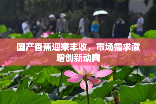 国产香蕉迎来丰收，市场需求激增创新动向