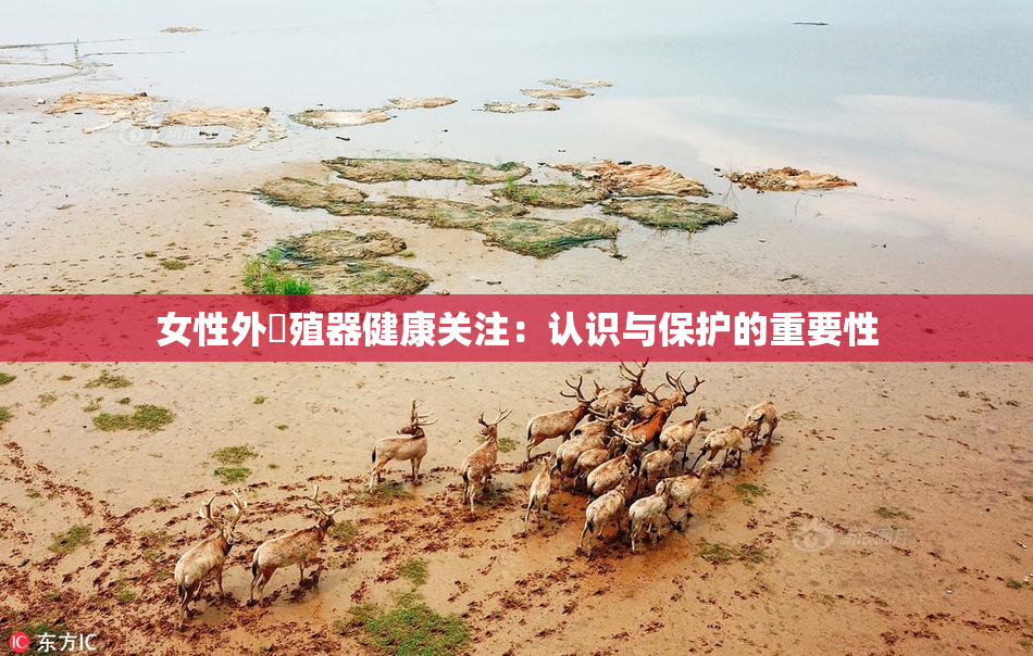 女性外夝殖器健康关注：认识与保护的重要性