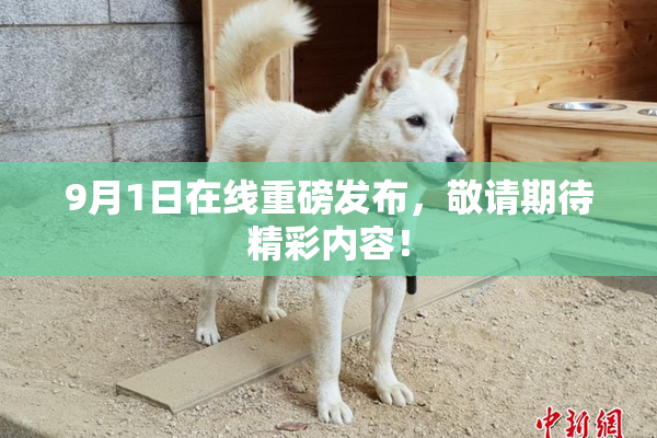 9月1日在线重磅发布，敬请期待精彩内容！