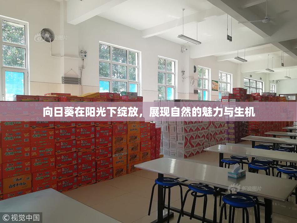 向日葵在阳光下绽放，展现自然的魅力与生机