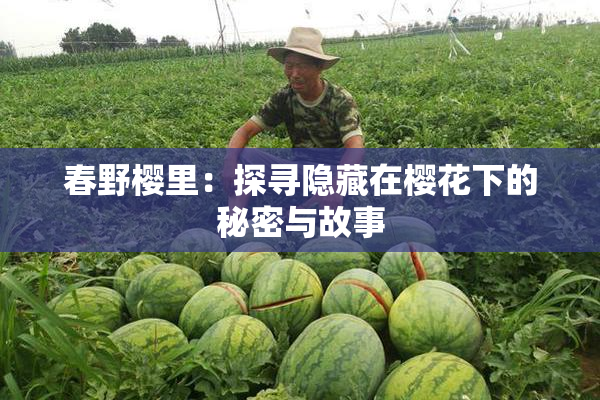 春野樱里：探寻隐藏在樱花下的秘密与故事