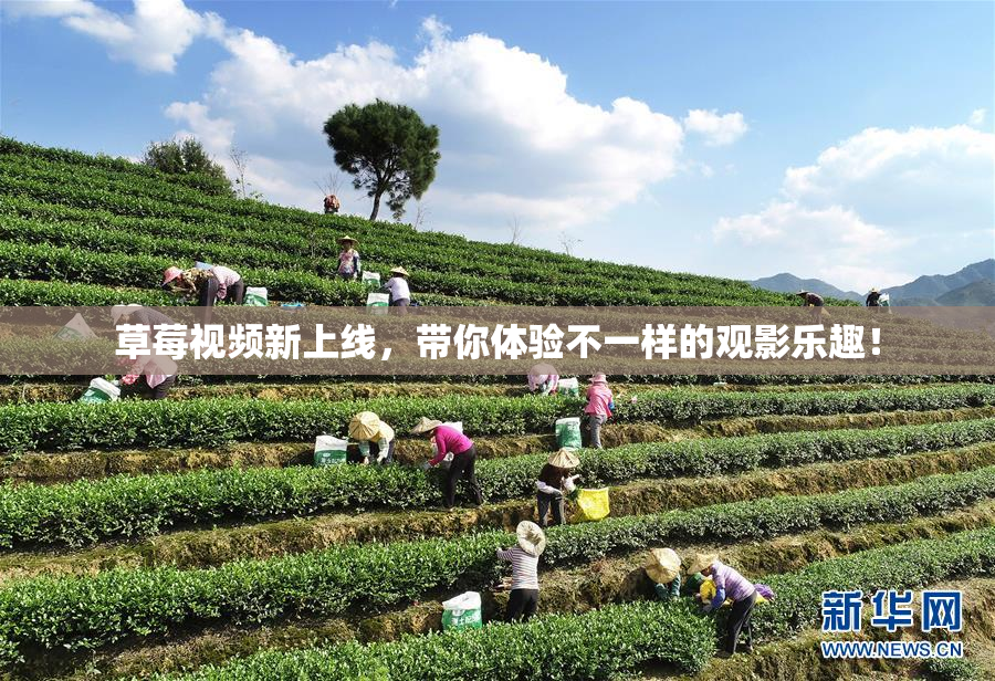 草莓视频新上线，带你体验不一样的观影乐趣！