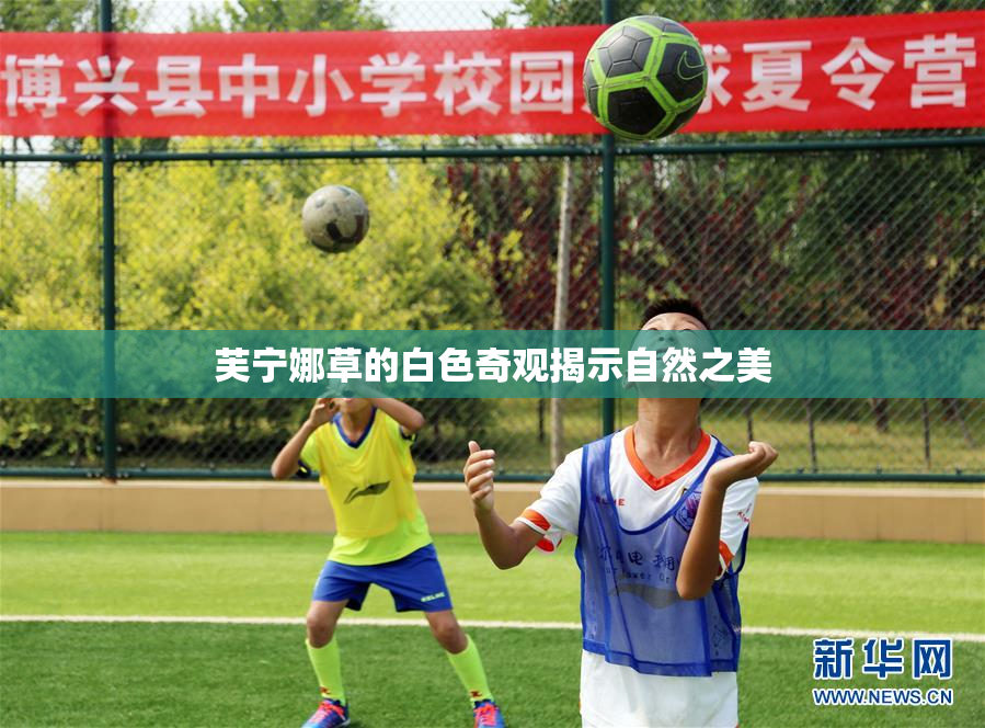 芙宁娜草的白色奇观揭示自然之美