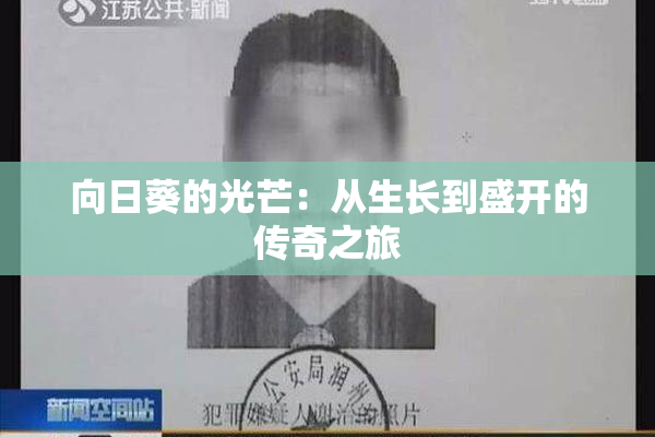 向日葵的光芒：从生长到盛开的传奇之旅