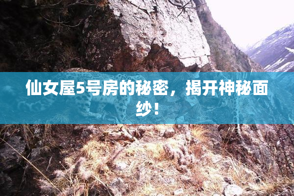 仙女屋5号房的秘密，揭开神秘面纱！