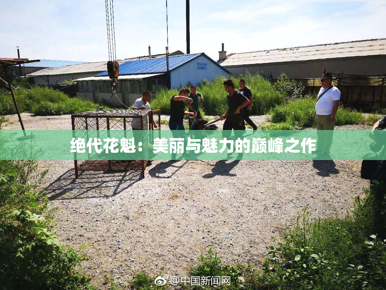 绝代花魁：美丽与魅力的巅峰之作