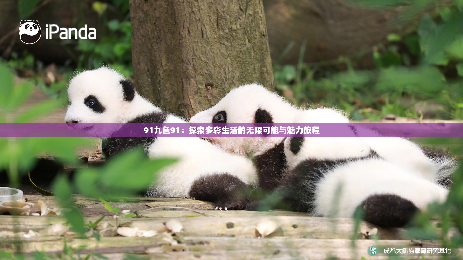 91九色91：探索多彩生活的无限可能与魅力旅程