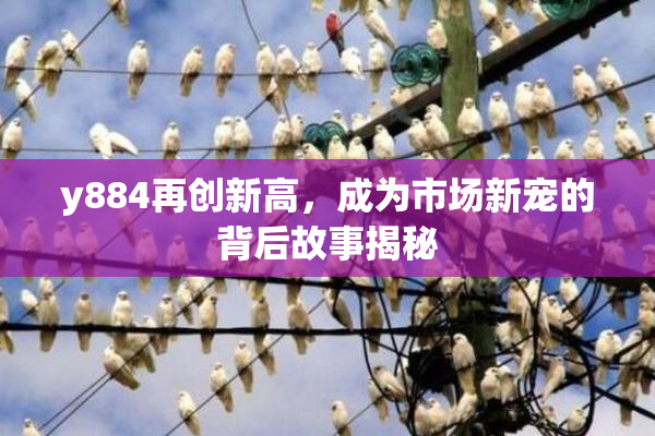 y884再创新高，成为市场新宠的背后故事揭秘