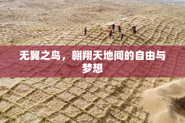 无翼之鸟，翱翔天地间的自由与梦想