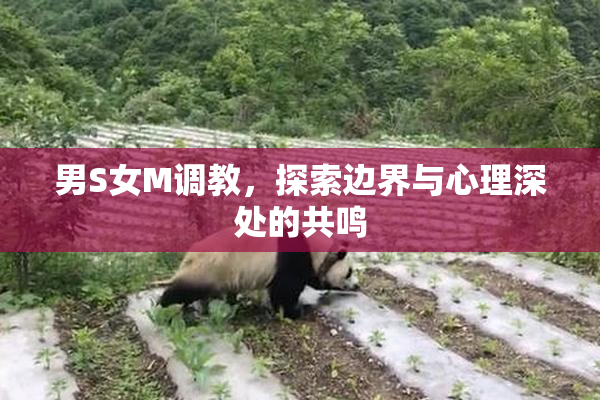 男S女M调教，探索边界与心理深处的共鸣