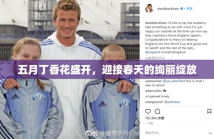 五月丁香花盛开，迎接春天的绚丽绽放