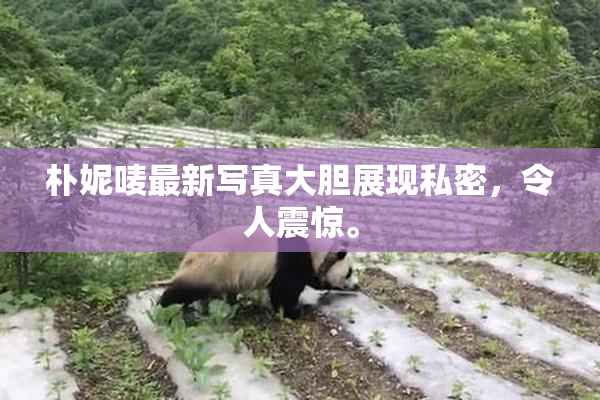 朴妮唛最新写真大胆展现私密，令人震惊。