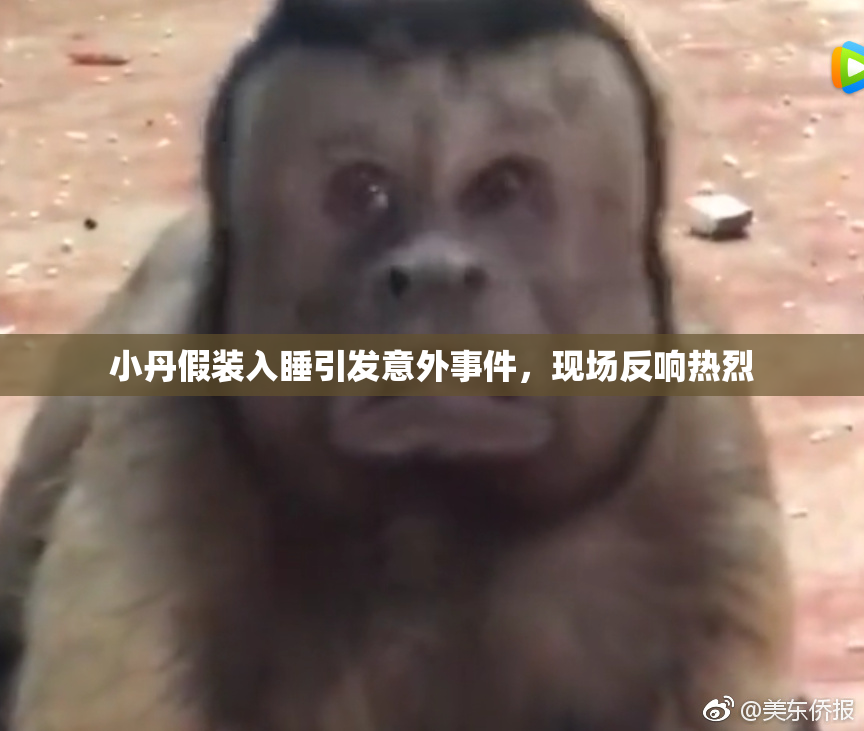 小丹假装入睡引发意外事件，现场反响热烈