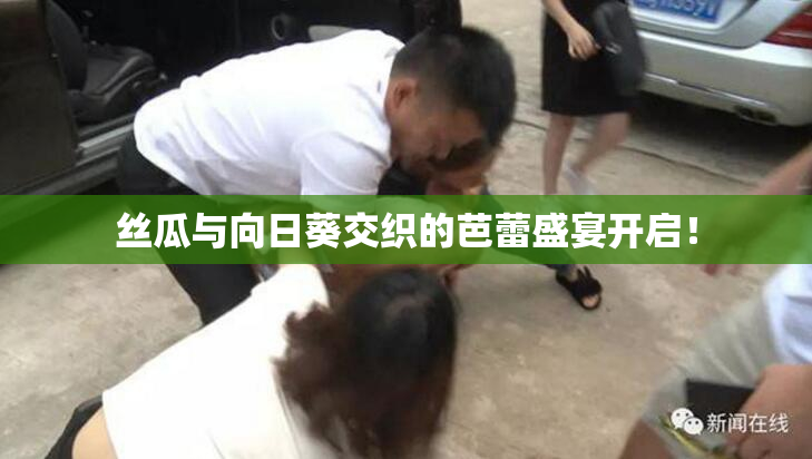 丝瓜与向日葵交织的芭蕾盛宴开启！