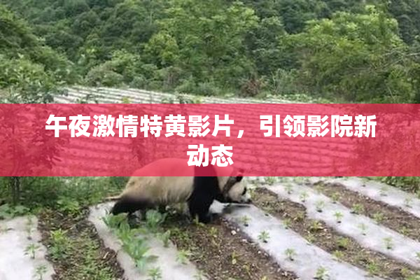 午夜激情特黄影片，引领影院新动态