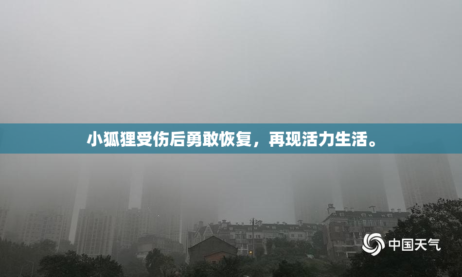 小狐狸受伤后勇敢恢复，再现活力生活。
