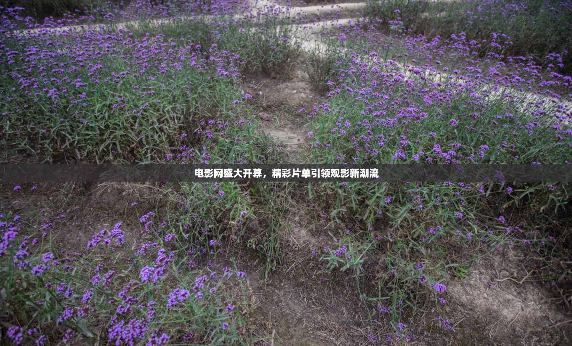 电影网盛大开幕，精彩片单引领观影新潮流