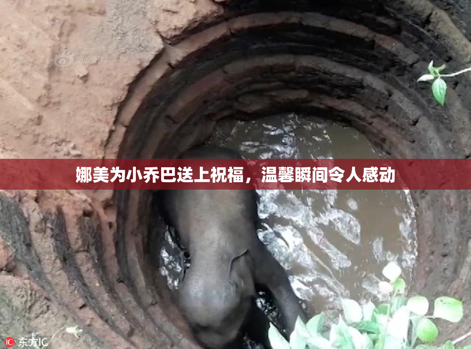 娜美为小乔巴送上祝福，温馨瞬间令人感动