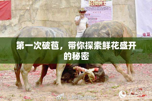 第一次破苞，带你探索鲜花盛开的秘密