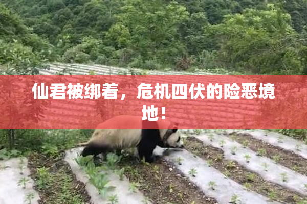 仙君被绑着，危机四伏的险恶境地！