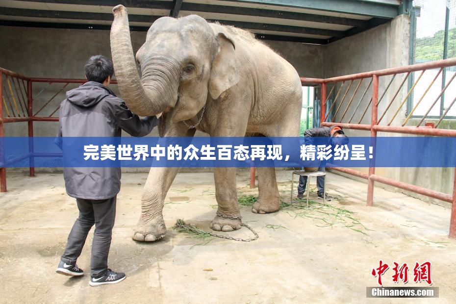 完美世界中的众生百态再现，精彩纷呈！