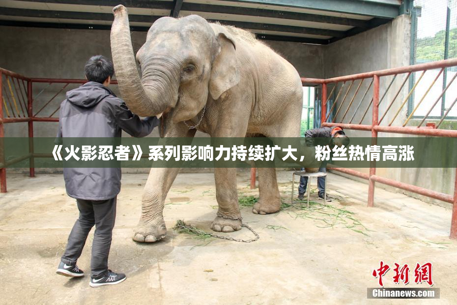 《火影忍者》系列影响力持续扩大，粉丝热情高涨