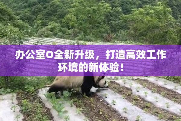 办公室O全新升级，打造高效工作环境的新体验！