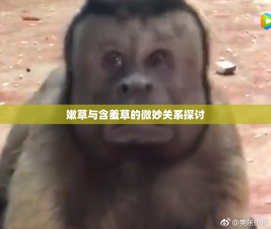嫩草与含羞草的微妙关系探讨
