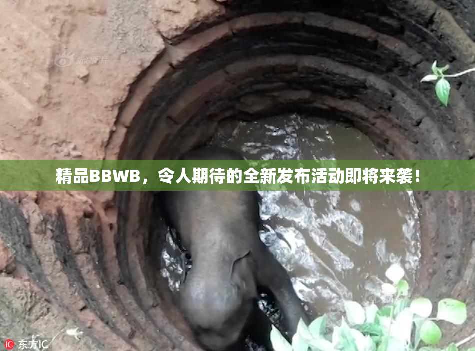 精品BBWB，令人期待的全新发布活动即将来袭！