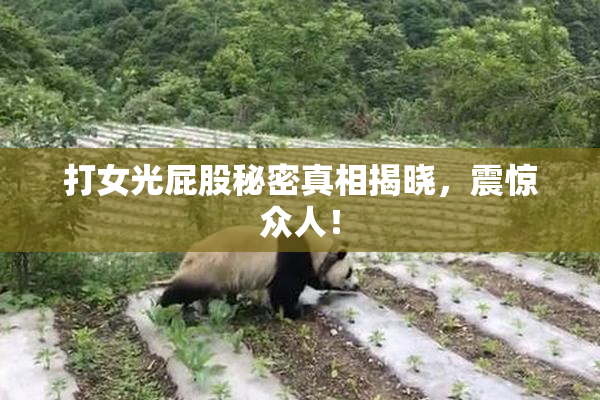 打女光屁股秘密真相揭晓，震惊众人！