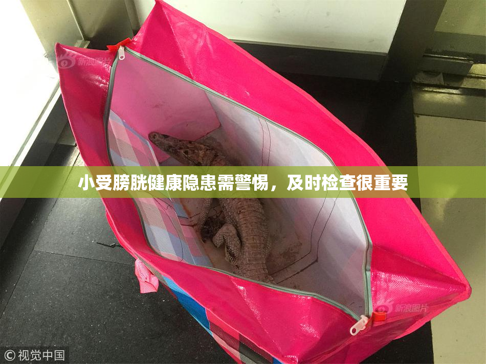 小受膀胱健康隐患需警惕，及时检查很重要