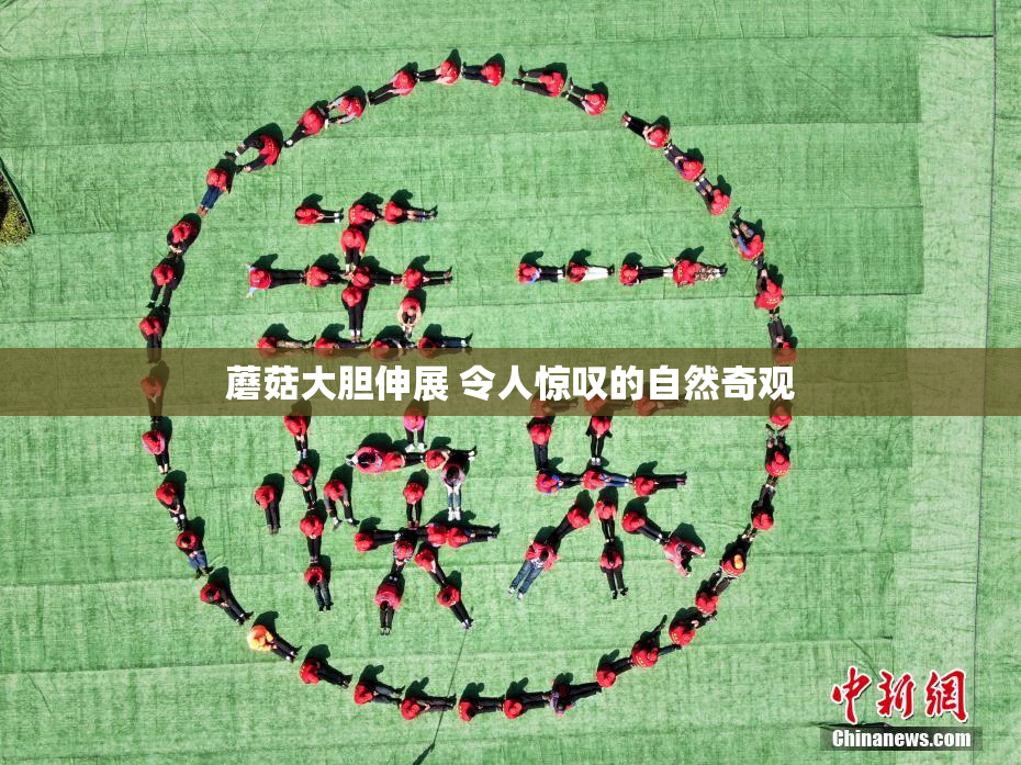蘑菇大胆伸展 令人惊叹的自然奇观