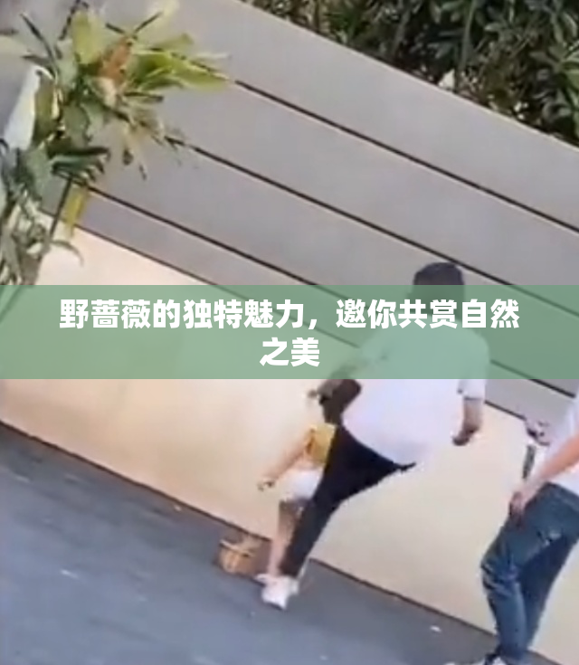 野蔷薇的独特魅力，邀你共赏自然之美