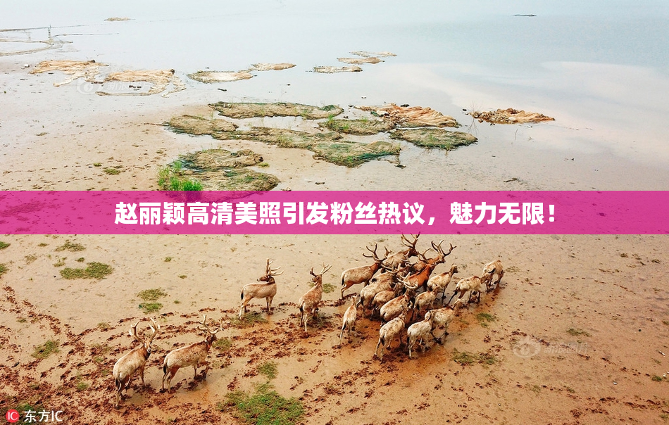 赵丽颖高清美照引发粉丝热议，魅力无限！