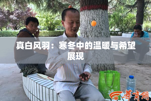 真白风羽：寒冬中的温暖与希望展现