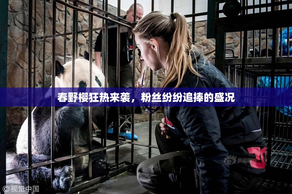 春野樱狂热来袭，粉丝纷纷追捧的盛况