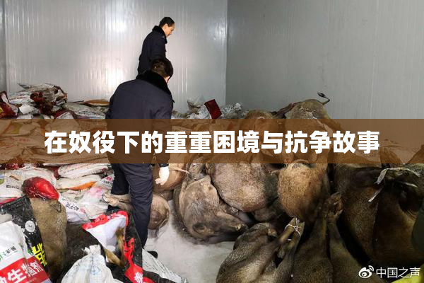 在奴役下的重重困境与抗争故事