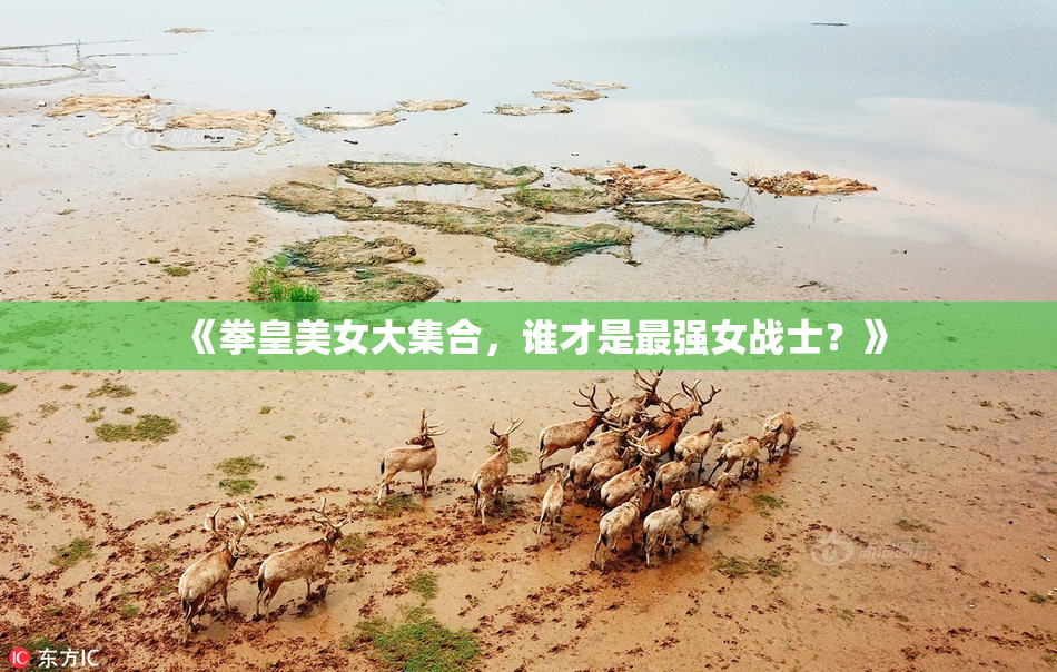 《拳皇美女大集合，谁才是最强女战士？》