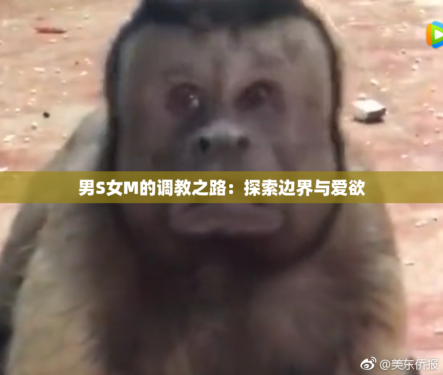 男S女M的调教之路：探索边界与爱欲