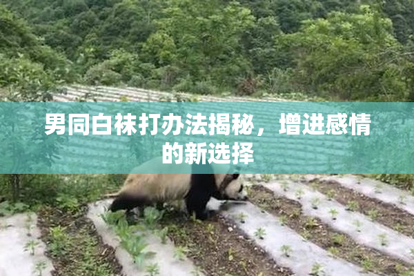 男同白袜打办法揭秘，增进感情的新选择