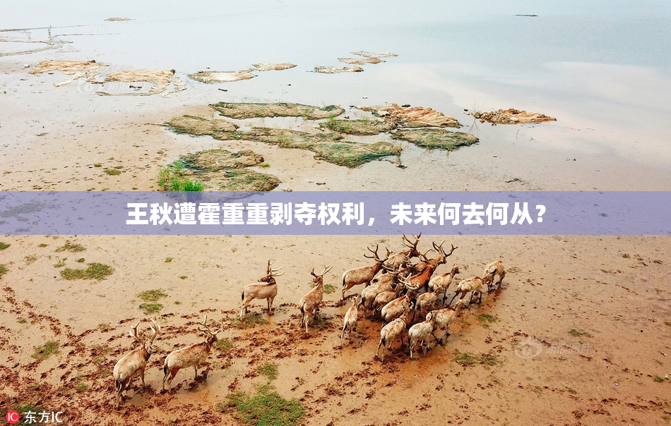 王秋遭霍重重剥夺权利，未来何去何从？