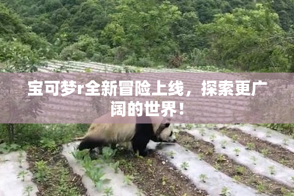 宝可梦r全新冒险上线，探索更广阔的世界！