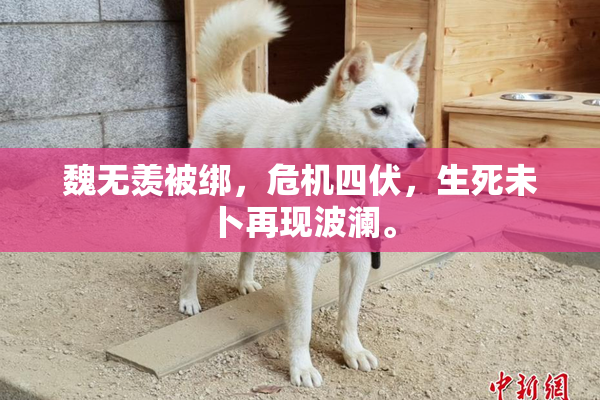 魏无羡被绑，危机四伏，生死未卜再现波澜。