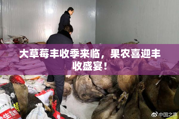 大草莓丰收季来临，果农喜迎丰收盛宴！