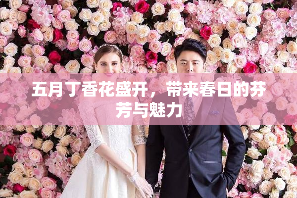 五月丁香花盛开，带来春日的芬芳与魅力