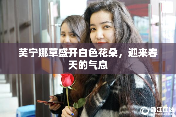 芙宁娜草盛开白色花朵，迎来春天的气息